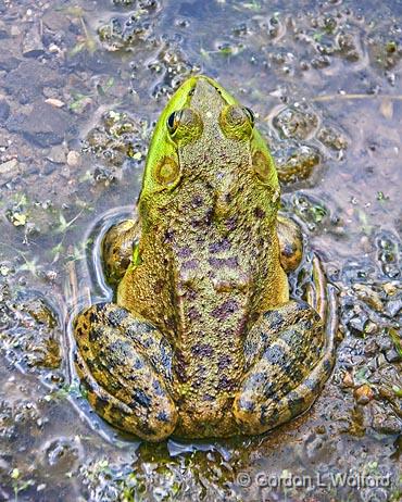 Bullfrog_11047.jpg - American Bullfrog (Rana catesbeiana) photographed near Carleton Place, Ontario, Canada.